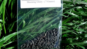 Morning Glory Seeds Dosage | Psychedelic Mushroom
