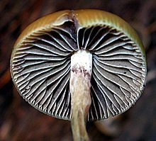 The Rise Of Psilocybe Aztecorum In The UK: Legalities And Availability